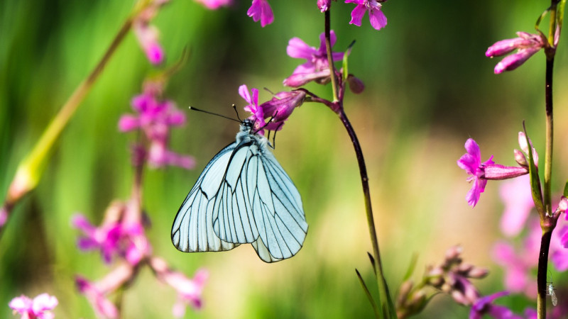 tree-white-butterfly-Aporia crataegi - vlinders - soorten - meidoorn